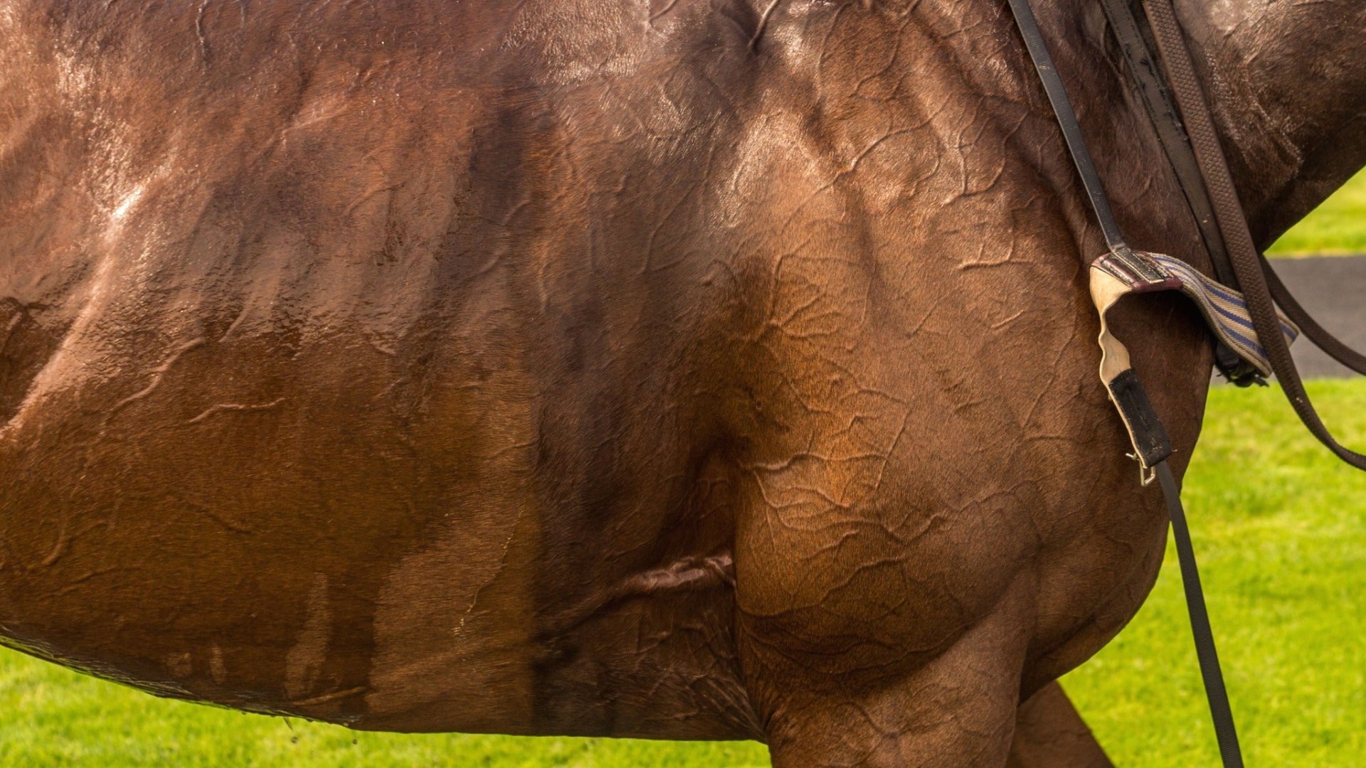Churchill Downs Derby Week